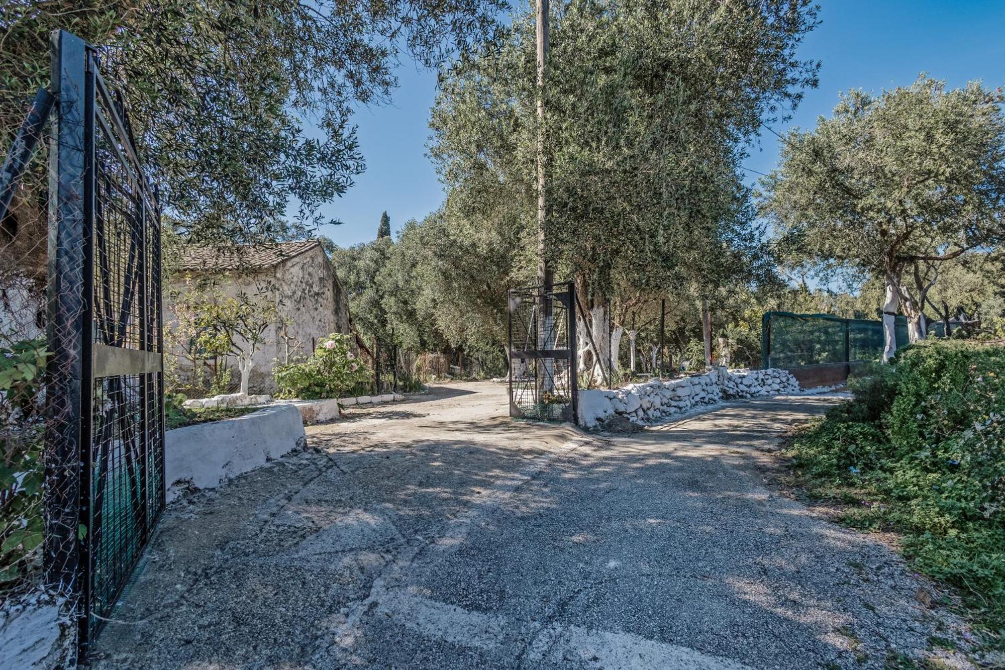 In An Olive Grove!