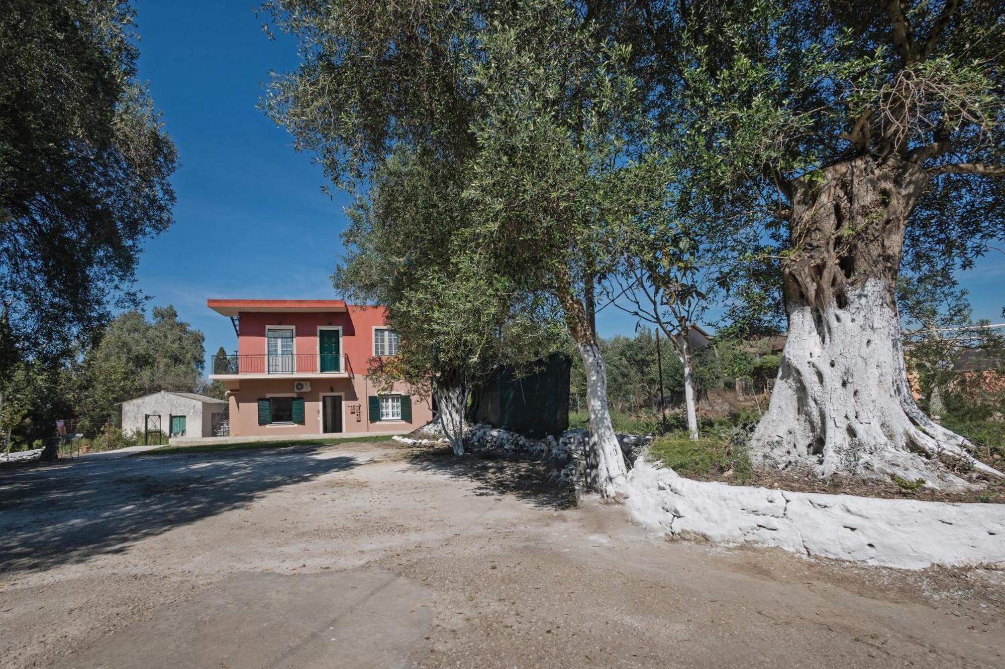 In An Olive Grove! * Corfu (city)