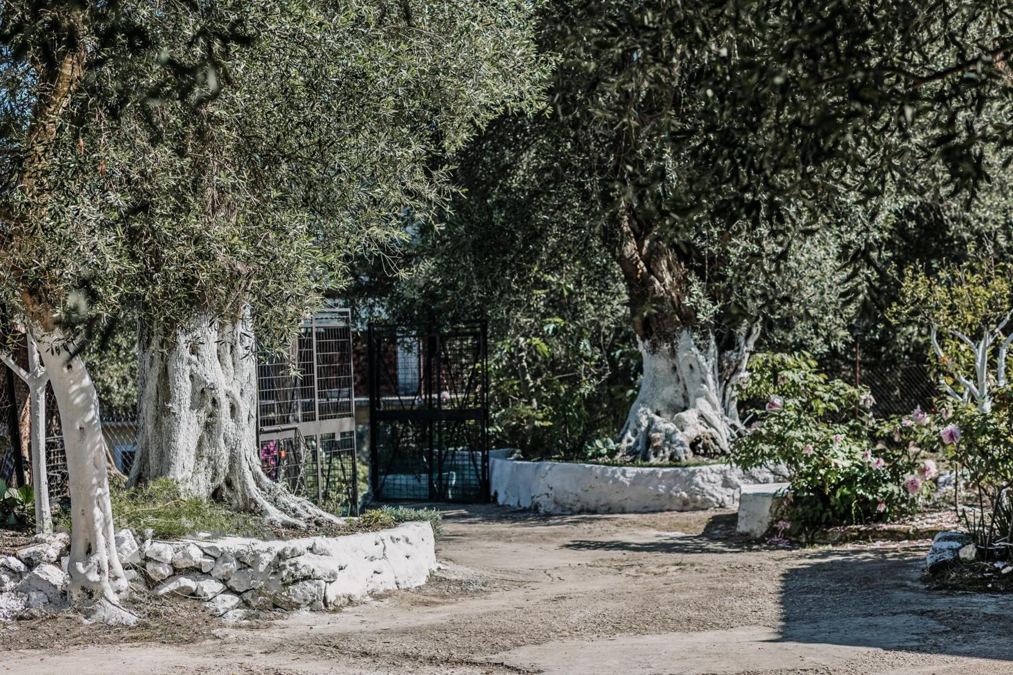 Apartment In An Olive Grove! *